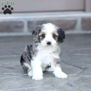 Jaxx, Cavapoo Puppy